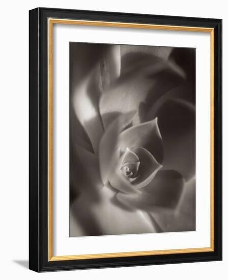 Florison #11-Alan Blaustein-Framed Photographic Print