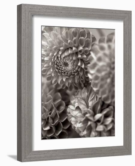 Florison #13-Alan Blaustein-Framed Photographic Print