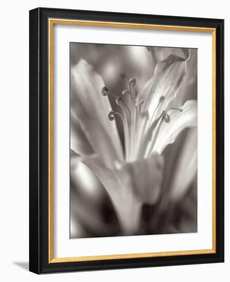 Florison #14-Alan Blaustein-Framed Photographic Print