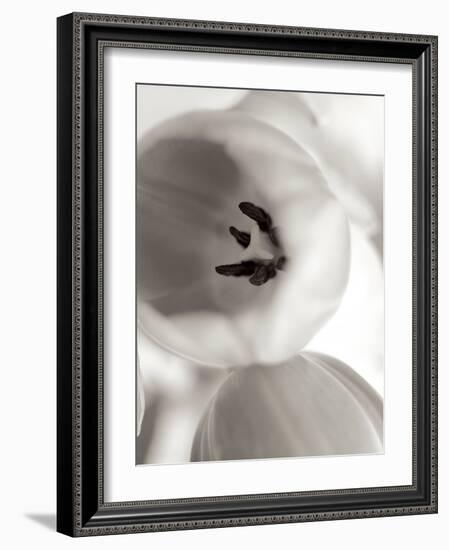 Florison #16-Alan Blaustein-Framed Photographic Print