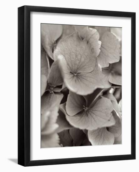 Florison #1-Alan Blaustein-Framed Photographic Print