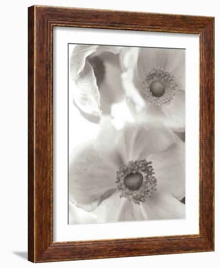 Florison #20-Alan Blaustein-Framed Photographic Print