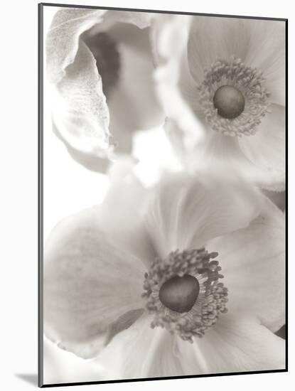 Florison #20-Alan Blaustein-Mounted Photographic Print