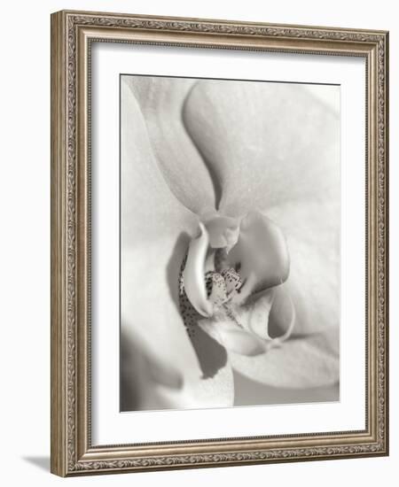 Florison 22-Alan Blaustein-Framed Photographic Print