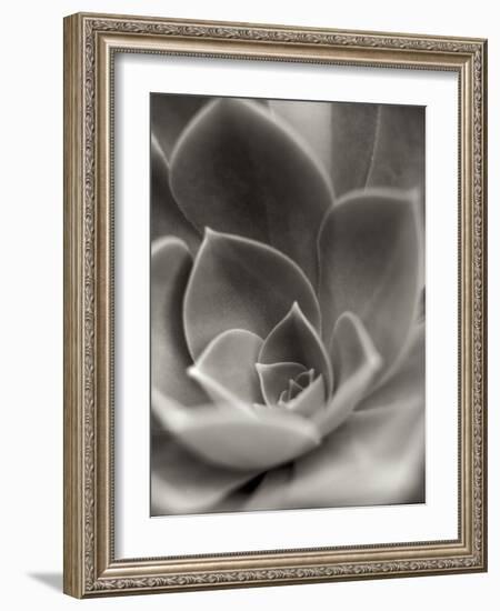 Florison 25-Alan Blaustein-Framed Photographic Print