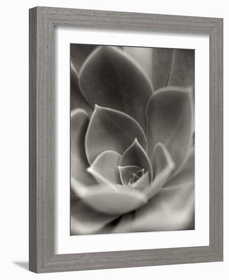 Florison 25-Alan Blaustein-Framed Photographic Print