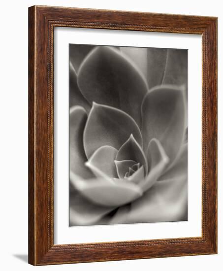 Florison 25-Alan Blaustein-Framed Photographic Print