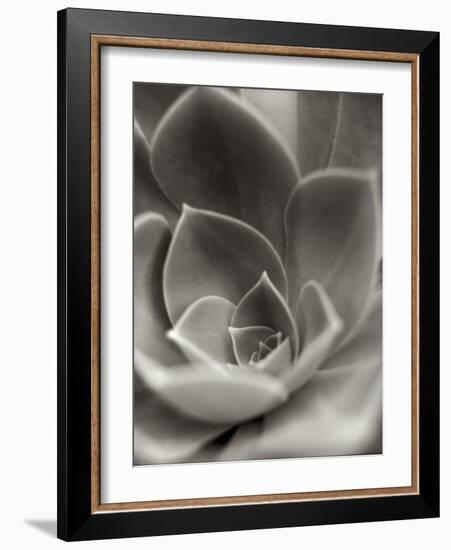 Florison 25-Alan Blaustein-Framed Photographic Print