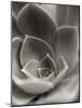 Florison 25-Alan Blaustein-Mounted Photographic Print