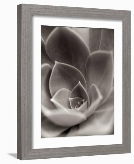 Florison #25-Alan Blaustein-Framed Photographic Print