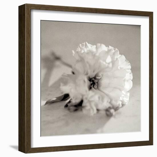 Florison #28-Alan Blaustein-Framed Photographic Print