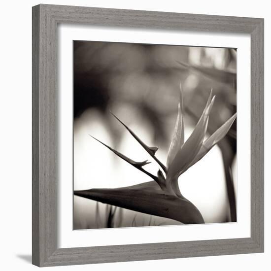 Florison #29-Alan Blaustein-Framed Photographic Print