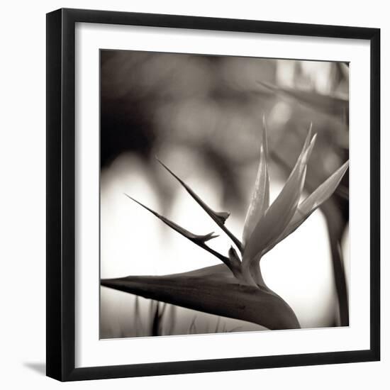 Florison #29-Alan Blaustein-Framed Photographic Print