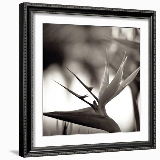 Florison #29-Alan Blaustein-Framed Photographic Print