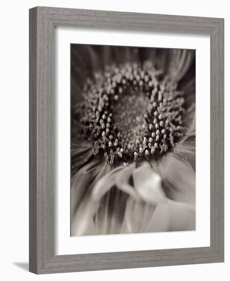 Florison #2-Alan Blaustein-Framed Photographic Print