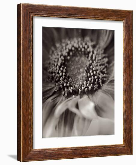 Florison #2-Alan Blaustein-Framed Photographic Print