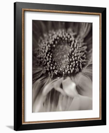 Florison #2-Alan Blaustein-Framed Photographic Print