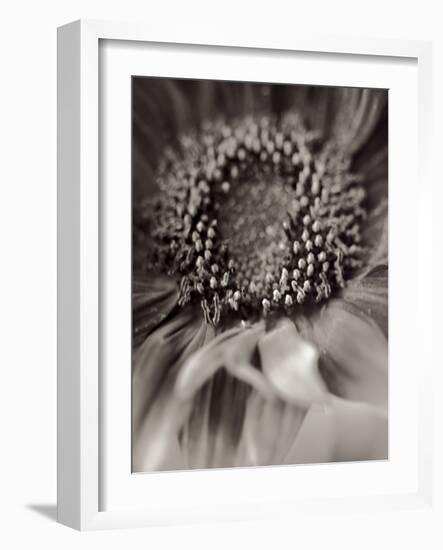 Florison #2-Alan Blaustein-Framed Photographic Print