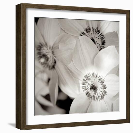 Florison #31-Alan Blaustein-Framed Photographic Print