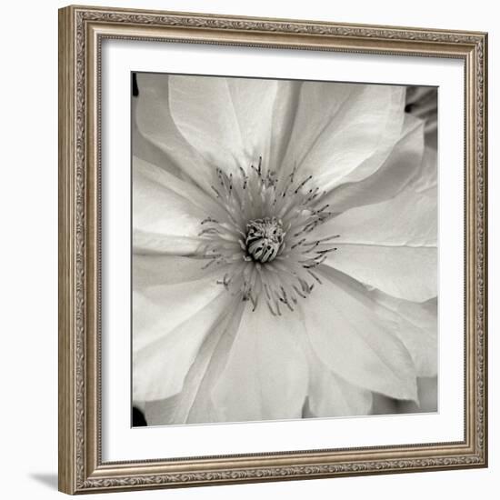 Florison 32-Alan Blaustein-Framed Photographic Print