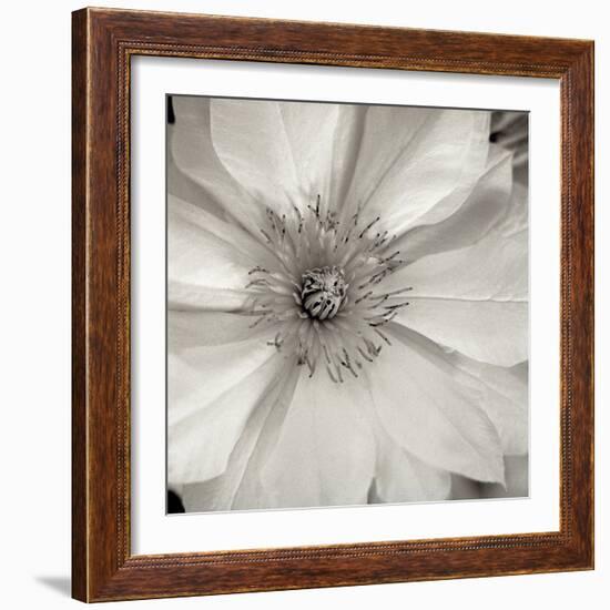 Florison #32-Alan Blaustein-Framed Photographic Print