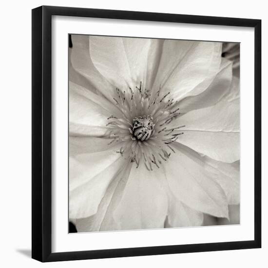 Florison #32-Alan Blaustein-Framed Photographic Print