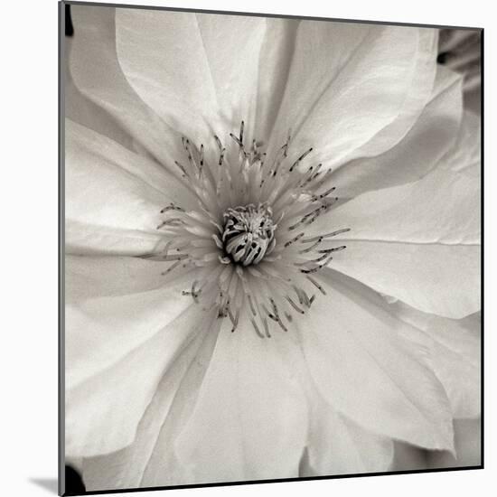 Florison #32-Alan Blaustein-Mounted Photographic Print