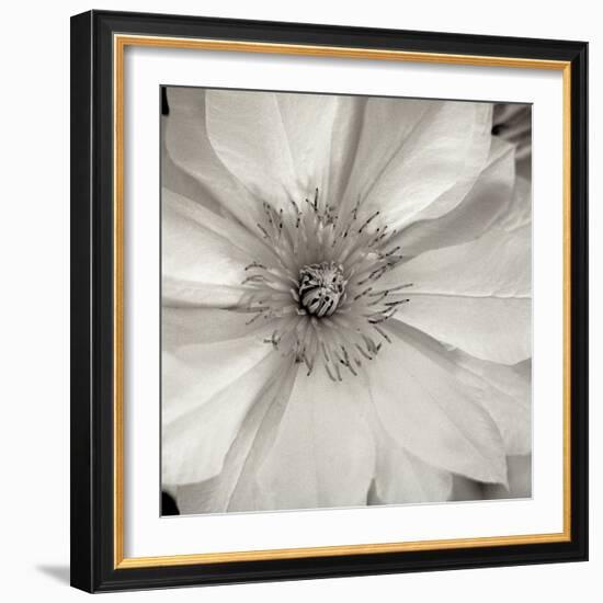 Florison #32-Alan Blaustein-Framed Photographic Print