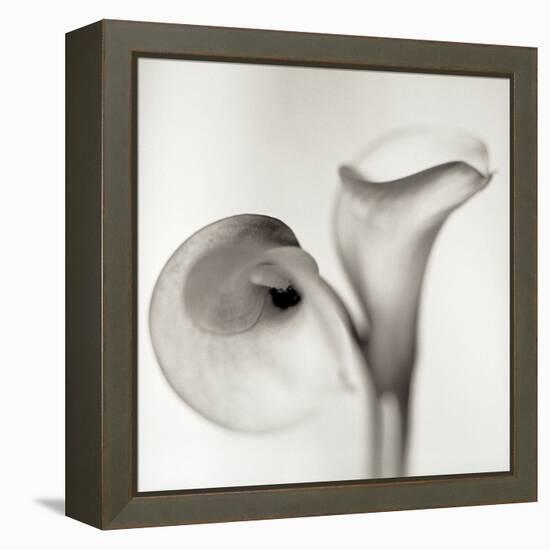 Florison 35-Alan Blaustein-Framed Stretched Canvas