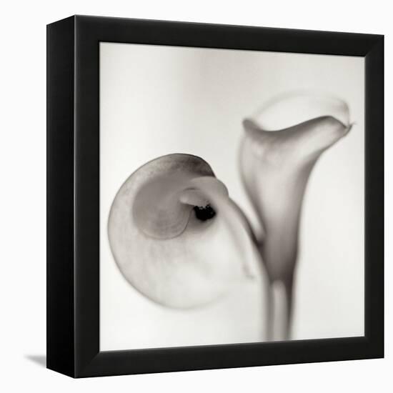 Florison 35-Alan Blaustein-Framed Stretched Canvas