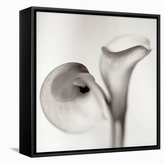 Florison 35-Alan Blaustein-Framed Stretched Canvas