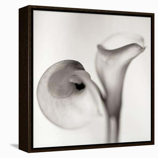 Florison 35-Alan Blaustein-Framed Stretched Canvas