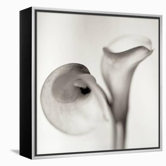 Florison 35-Alan Blaustein-Framed Stretched Canvas