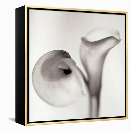 Florison 35-Alan Blaustein-Framed Stretched Canvas