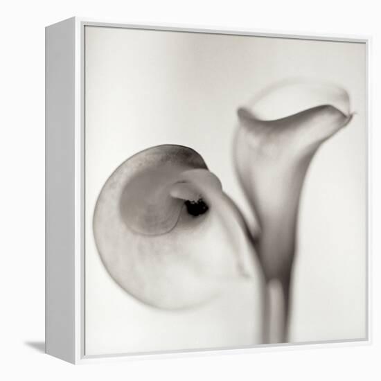 Florison 35-Alan Blaustein-Framed Stretched Canvas