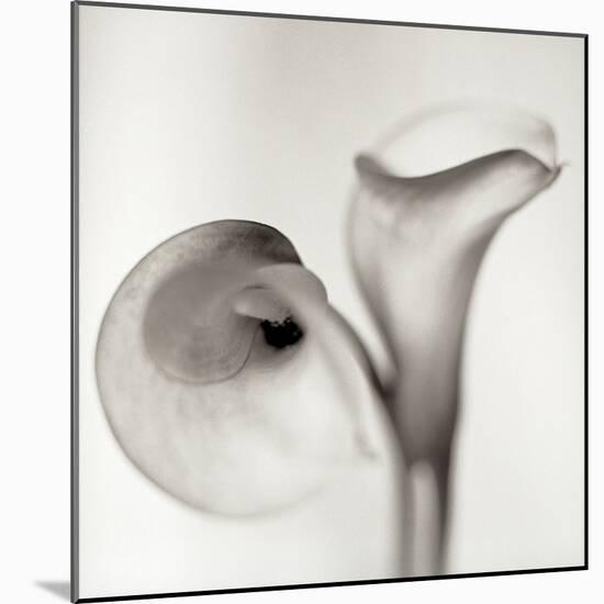 Florison 35-Alan Blaustein-Mounted Photographic Print