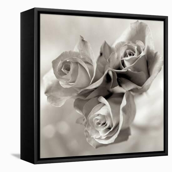 Florison #36-Alan Blaustein-Framed Stretched Canvas