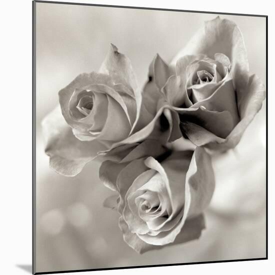 Florison #36-Alan Blaustein-Mounted Photographic Print