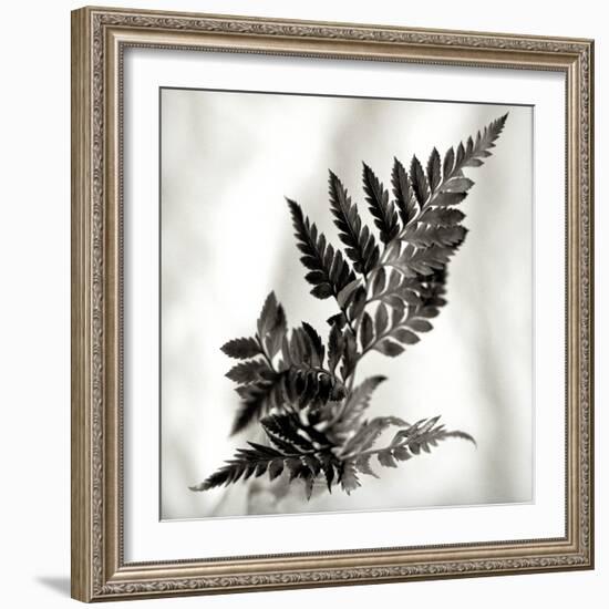 Florison 41-Alan Blaustein-Framed Photographic Print