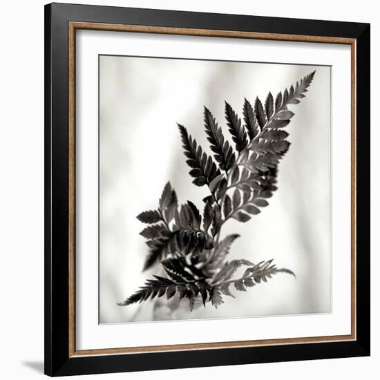 Florison 41-Alan Blaustein-Framed Photographic Print