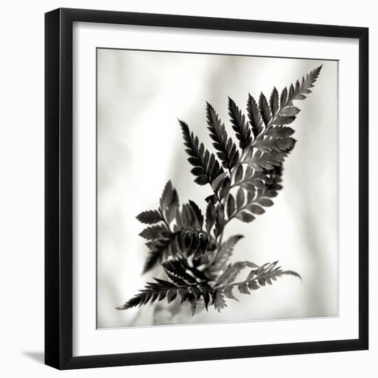 Florison 41-Alan Blaustein-Framed Photographic Print