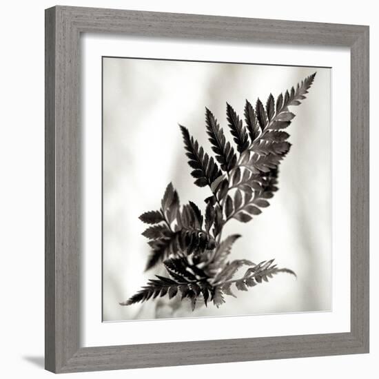 Florison #41-Alan Blaustein-Framed Photographic Print