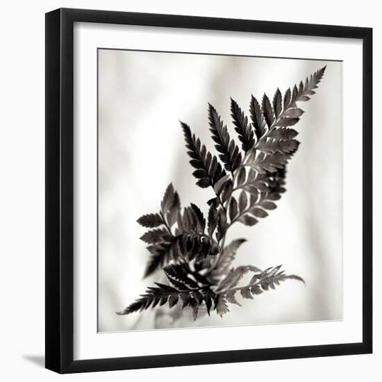 Florison #41-Alan Blaustein-Framed Photographic Print