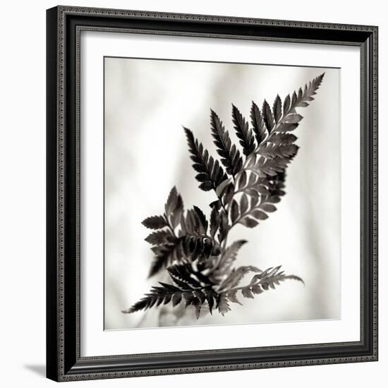 Florison #41-Alan Blaustein-Framed Photographic Print