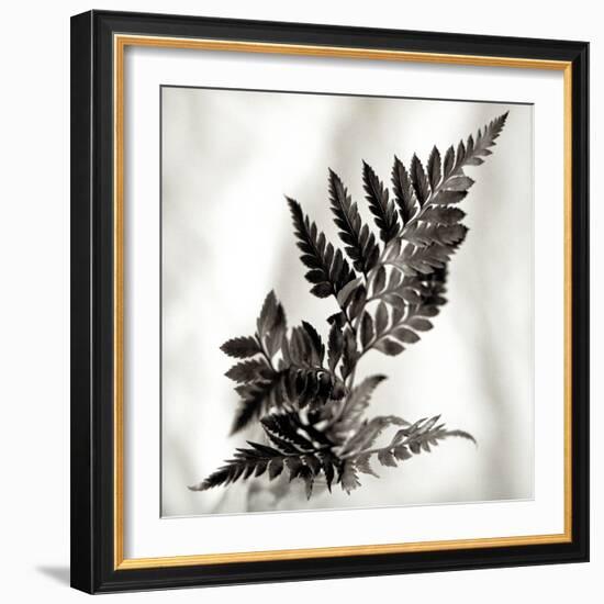 Florison #41-Alan Blaustein-Framed Photographic Print