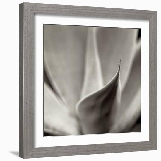 Florison 42-Alan Blaustein-Framed Photographic Print