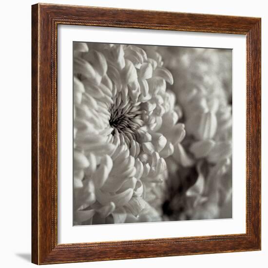 Florison #46-Alan Blaustein-Framed Photographic Print