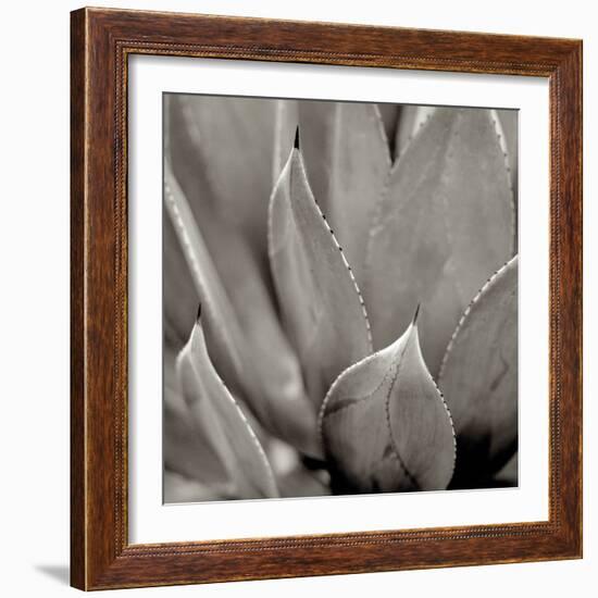 Florison 49-Alan Blaustein-Framed Photographic Print