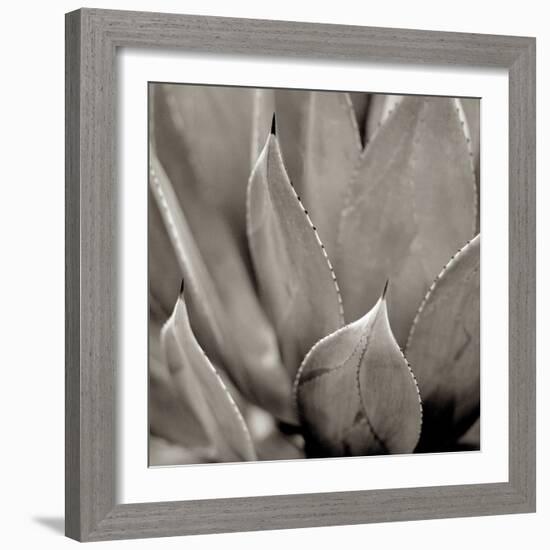 Florison #49-Alan Blaustein-Framed Photographic Print