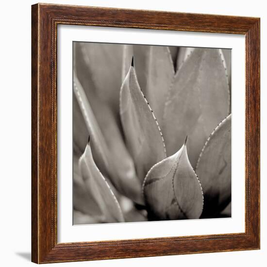 Florison #49-Alan Blaustein-Framed Photographic Print